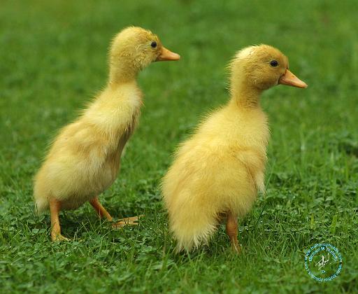 Indian Runner Duckling 9W027D-022.JPG